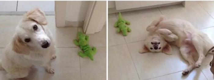 Cachorro ra a SRD idade 1 ano nome Frederico