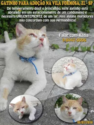 Gato raça SRD idade 2 anos nome Niko