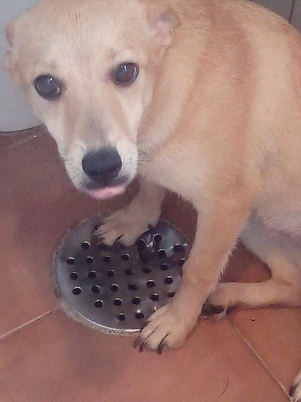 Cachorro ra a SRD idade 7 a 11 meses nome Beyonce/Bibi