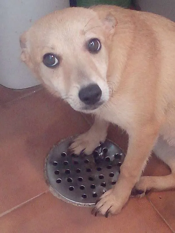Cachorro ra a SRD idade 7 a 11 meses nome Beyonce/Bibi