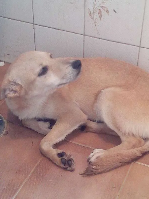 Cachorro ra a SRD idade 7 a 11 meses nome Beyonce/Bibi