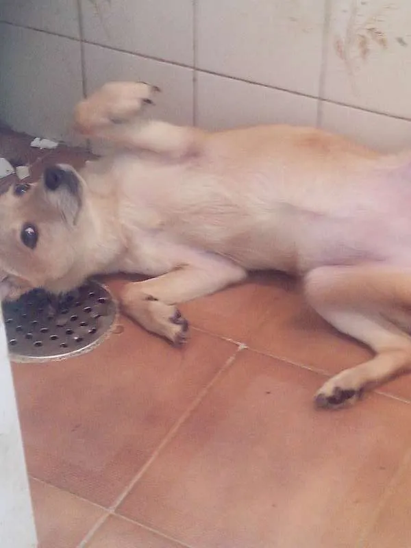 Cachorro ra a SRD idade 7 a 11 meses nome Beyonce/Bibi