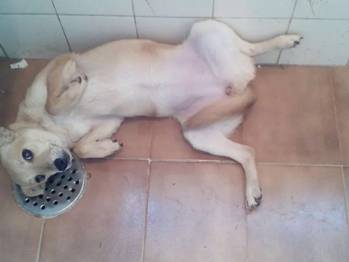 Cachorro ra a SRD idade 7 a 11 meses nome Beyonce/Bibi