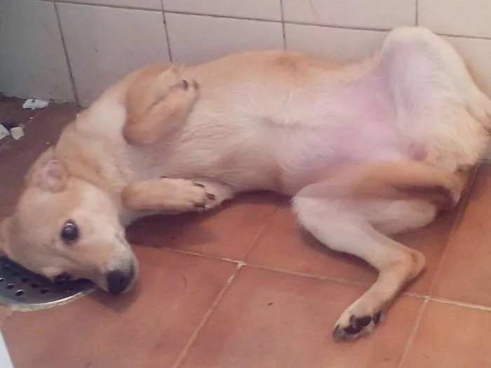 Cachorro ra a SRD idade 7 a 11 meses nome Beyonce/Bibi