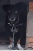 Preto