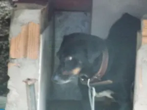 Cachorro raça vira lata idade 6 ou mais anos nome Preto