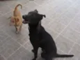 Cachorro raça Vira lata idade 3 anos nome Nina