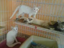 Gato ra a mestiços idade 2 a 6 meses nome Branquinhos