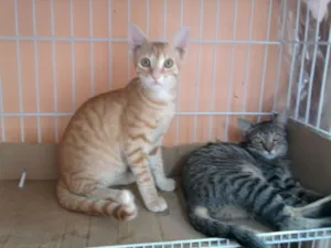 Gato raça mestiços idade 2 a 6 meses nome Branquinhos