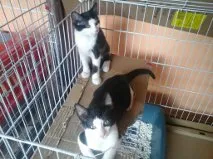 Gato ra a mestiços idade 2 a 6 meses nome Branquinhos