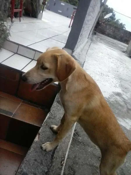 Cachorro ra a SRD idade 2 a 6 meses nome bela