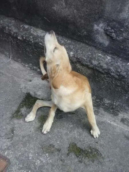 Cachorro ra a SRD idade 2 a 6 meses nome bela