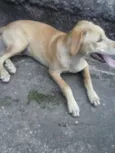 bela