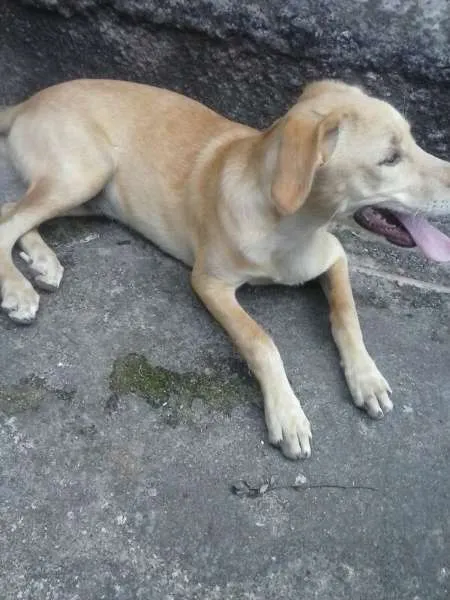 Cachorro ra a SRD idade 2 a 6 meses nome bela