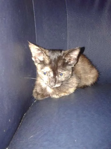 Gato ra a SRD idade 2 a 6 meses nome romeu e julieta