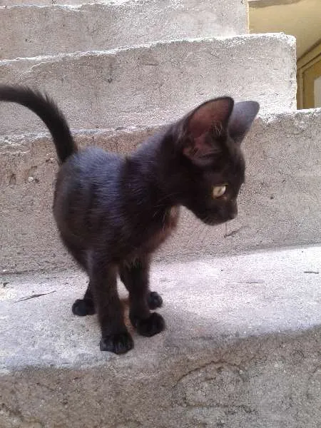 Gato ra a SRD idade 2 a 6 meses nome romeu e julieta