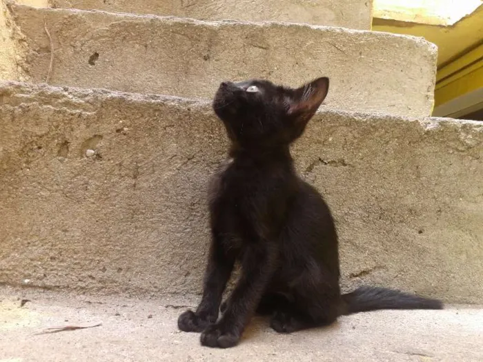 Gato ra a SRD idade 2 a 6 meses nome romeu e julieta