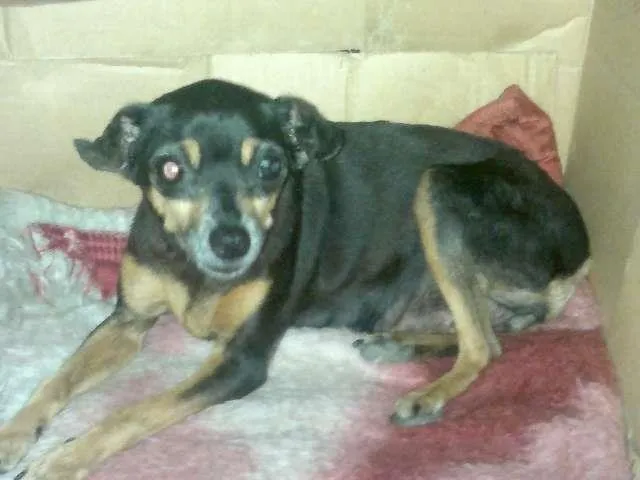 Cachorro ra a Pinscher idade 1 ano nome LINDA