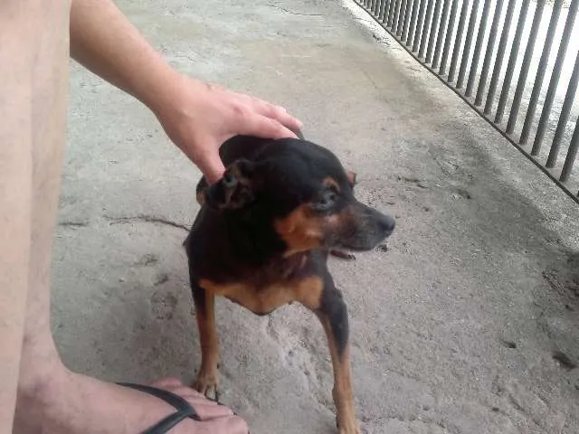 Cachorro ra a Pinscher idade 1 ano nome LINDA