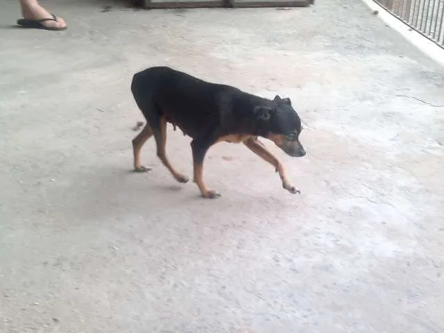 Cachorro ra a Pinscher idade 1 ano nome LINDA