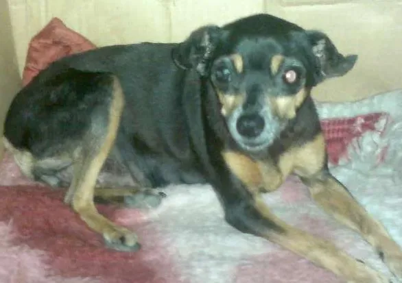 Cachorro ra a Pinscher idade 1 ano nome LINDA