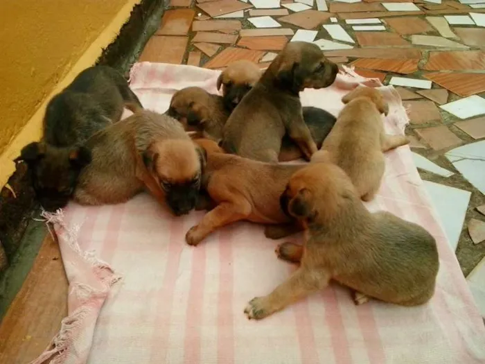 Cachorro ra a Vira-Lata idade 2 a 6 meses nome Bolinha