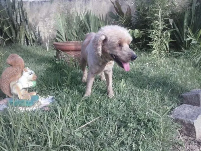 Cachorro raça Cocker idade 6 ou mais anos nome nemo