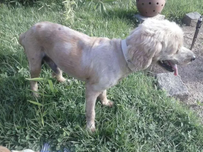 Cachorro raça Cocker idade 6 ou mais anos nome nemo