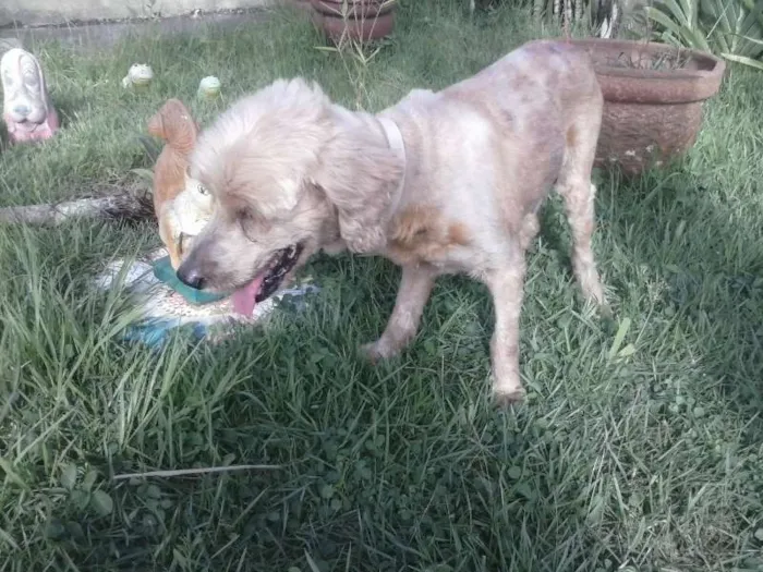 Cachorro raça Cocker idade 6 ou mais anos nome nemo