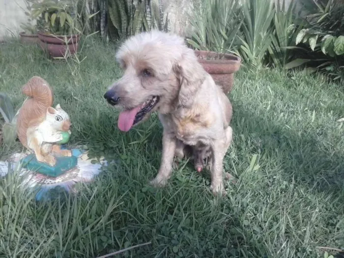 Cachorro raça Cocker idade 6 ou mais anos nome nemo