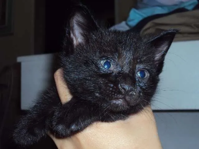 Gato ra a  idade Abaixo de 2 meses nome 1-2-3-4
