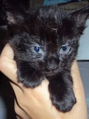 Gato raça  idade Abaixo de 2 meses nome 1-2-3-4