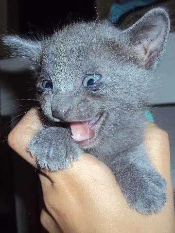 Gato ra a  idade Abaixo de 2 meses nome 1-2-3-4
