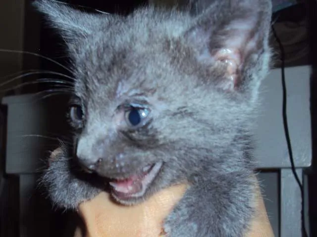 Gato ra a  idade Abaixo de 2 meses nome 1-2-3-4