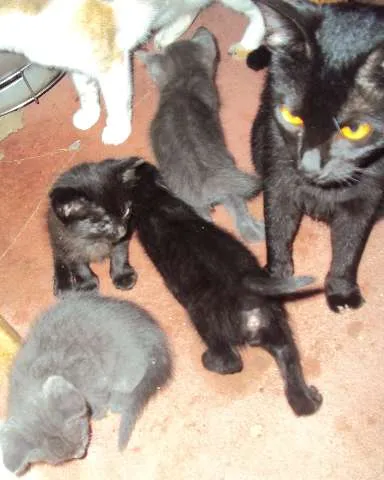 Gato ra a  idade Abaixo de 2 meses nome 1-2-3-4