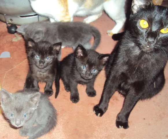 Gato ra a  idade Abaixo de 2 meses nome 1-2-3-4