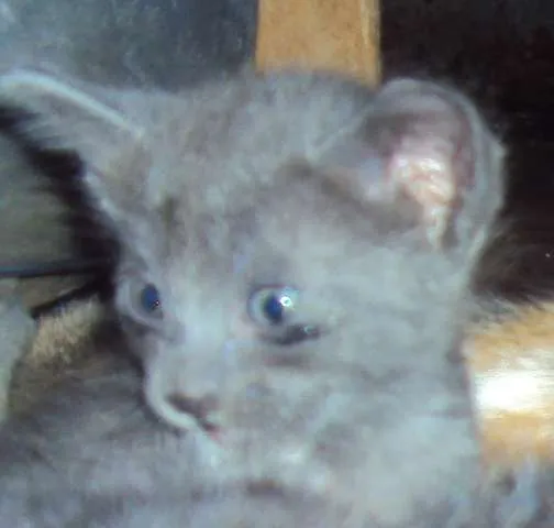 Gato ra a  idade Abaixo de 2 meses nome 1-2-3-4
