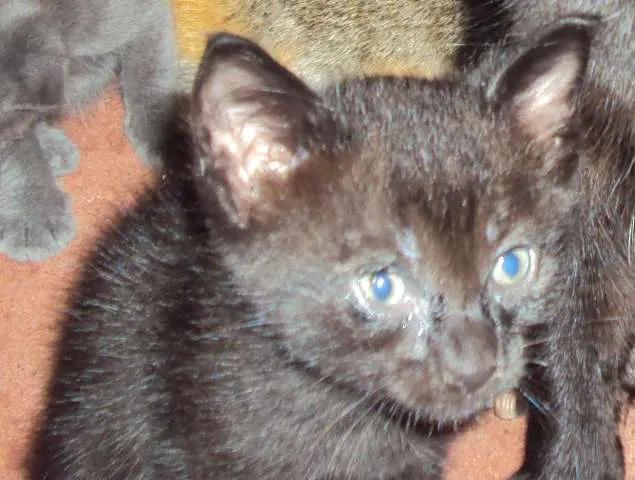 Gato ra a  idade Abaixo de 2 meses nome 1-2-3-4