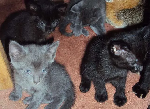Gato ra a  idade Abaixo de 2 meses nome 1-2-3-4