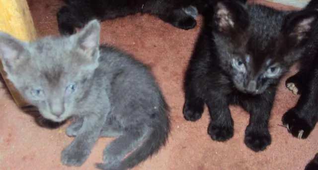 Gato ra a  idade Abaixo de 2 meses nome 1-2-3-4