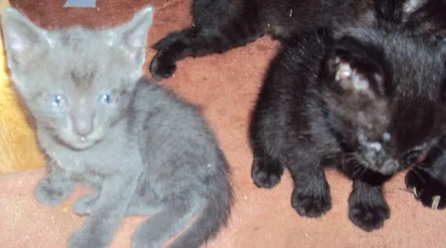 Gato ra a  idade Abaixo de 2 meses nome 1-2-3-4