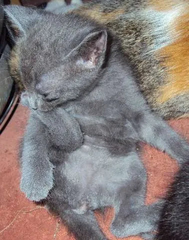 Gato ra a  idade Abaixo de 2 meses nome 1-2-3-4