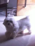 Chay