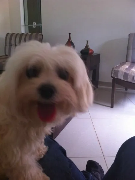 Cachorro ra a Maltês idade 1 ano nome Chay
