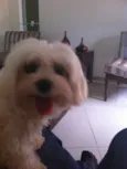 Chay