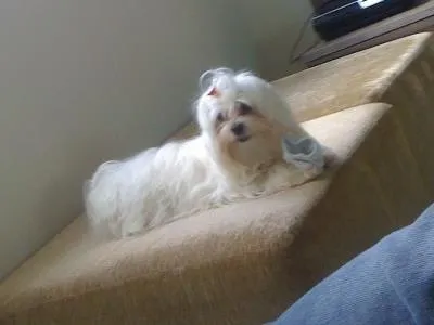 Cachorro ra a Maltês idade 1 ano nome Chay