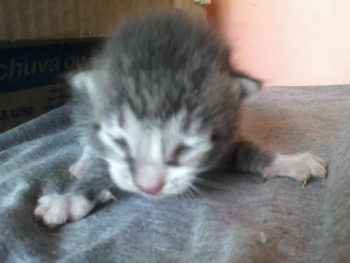 Gato ra a siames e listrado idade 2 a 6 meses nome sem nome