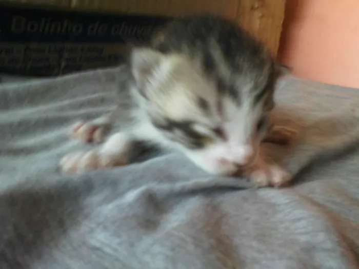 Gato ra a siames e listrado idade 2 a 6 meses nome sem nome