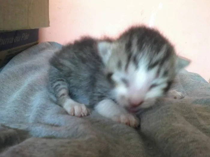 Gato ra a siames e listrado idade 2 a 6 meses nome sem nome