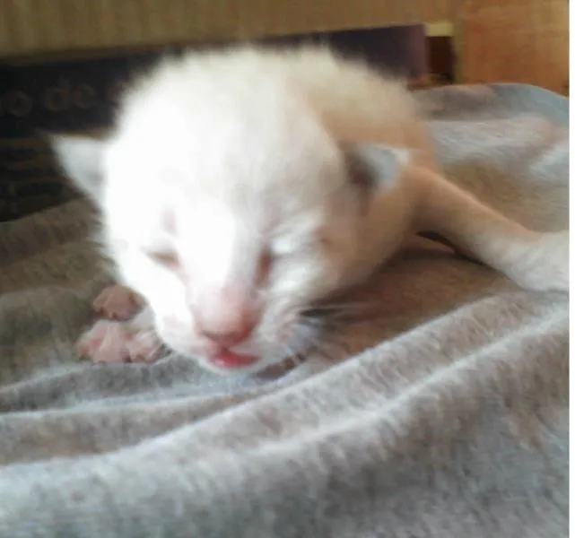 Gato ra a siames e listrado idade 2 a 6 meses nome sem nome